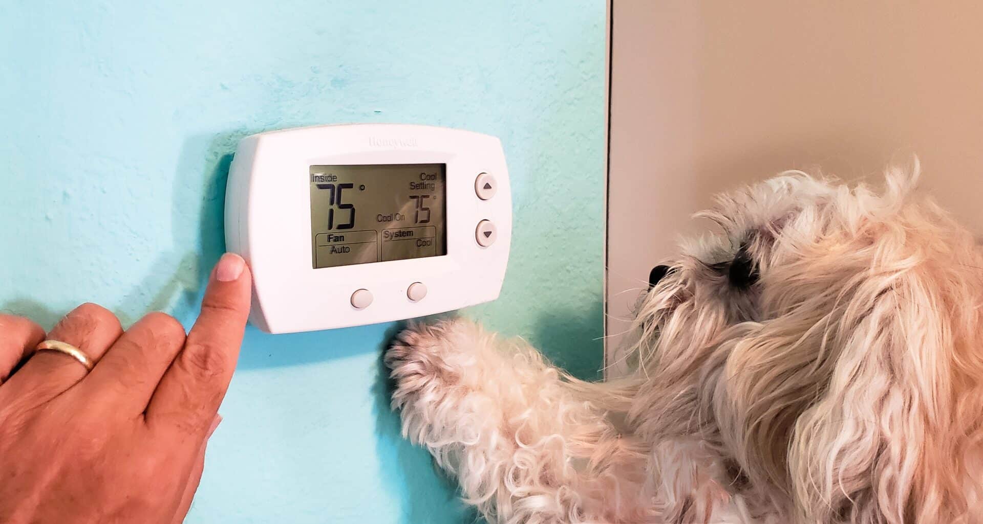 Person adjusting thermostat with dog nearby. Temperature set to 75.